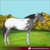 Horse Color:Smoky Black Sabino Tobiano Appaloosa Rabicano 