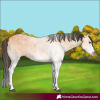 Horse Color:White Spotted Bay Dun Splash  and White Spotted Bay Dun Splash 