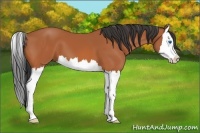 Horse Color:Bay Splash