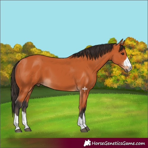 Horse Color:Bay 
