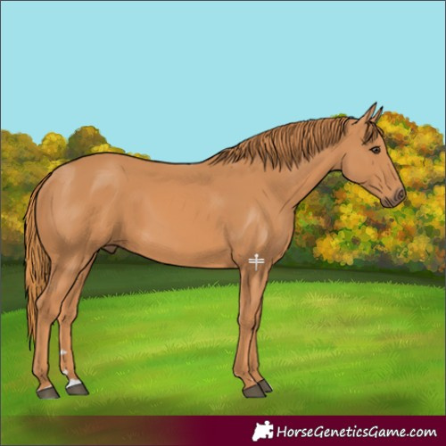 Horse Color:Chestnut 