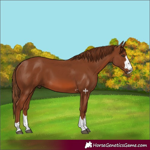 Horse Color:Chestnut 
