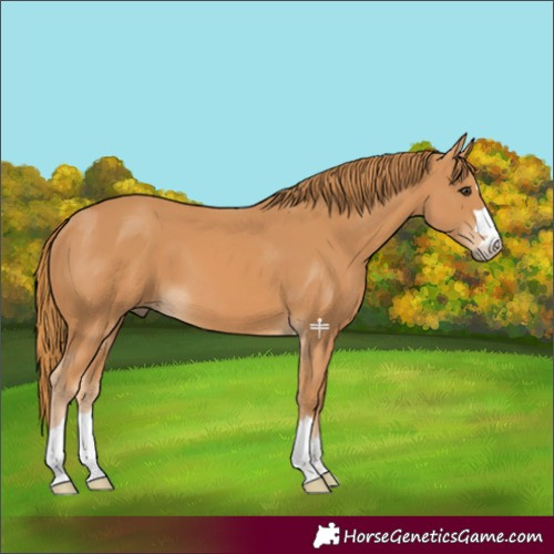 Horse Color:Chestnut 