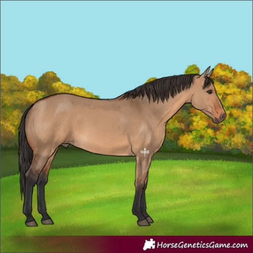 Horse Color:Bay Dun 