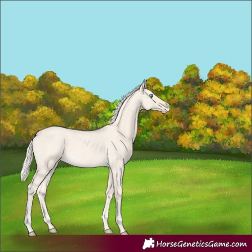 Horse Color:Cremello Roan Varnish