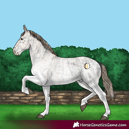 Horse Color:White Spotted Blue Roan Rabicano  and White Spotted Blue Roan Pearl Rabicano 