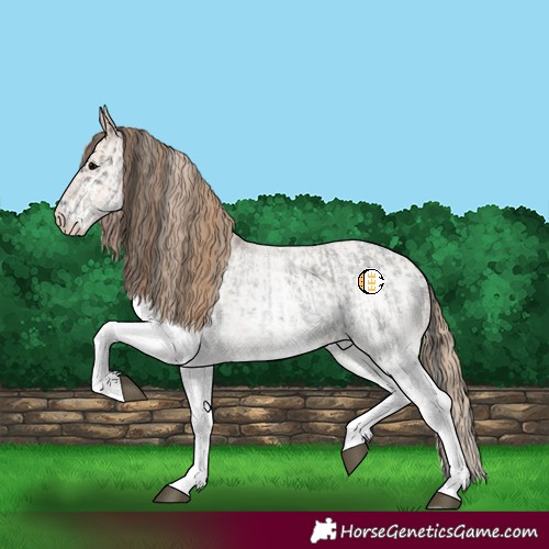 Horse Color:White Spotted Blue Roan Rabicano  and White Spotted Blue Roan Pearl Rabicano 
