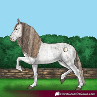 Horse Color:White Spotted Blue Roan Rabicano  and White Spotted Blue Roan Pearl Rabicano 