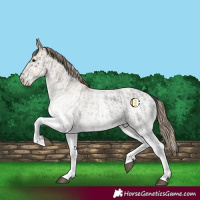 Horse Color:White Spotted Blue Roan Rabicano and White Spotted Blue Roan Pearl Rabicano