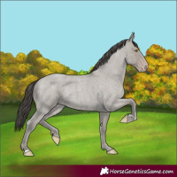 Horse Color:Classic Cream Champagne Roan Rabicano 