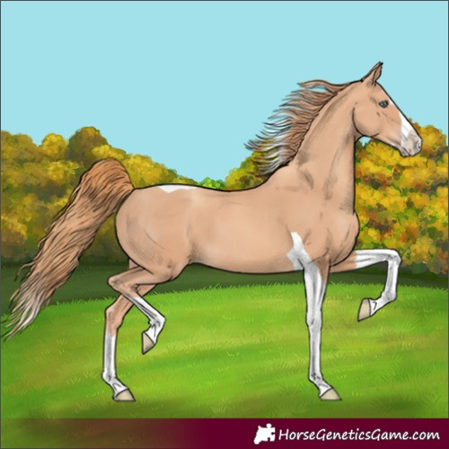 Horse Color:Gold Champagne Splash Tobiano 