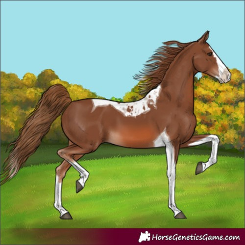 Horse Color:Chestnut Splash Tobiano 