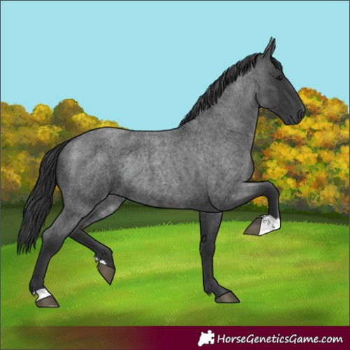 Horse Color:Blue Roan Rabicano 