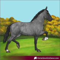 Horse Color:Blue Roan Rabicano 