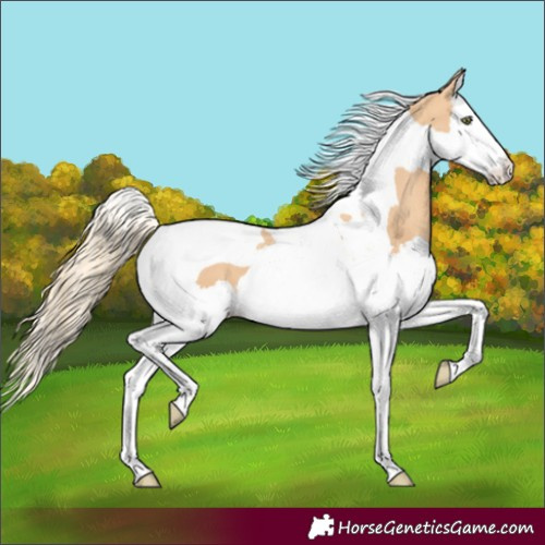 Horse Color:Gold Champagne Splash Tobiano 
