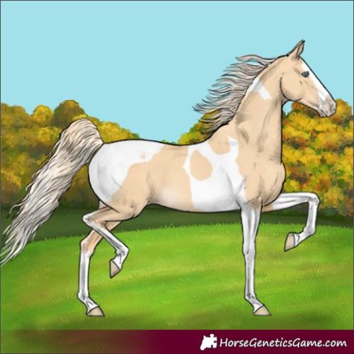 Horse Color:Gold Cream Champagne Dun Splash Tobiano 