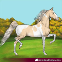 Horse Color:Gold Cream Champagne Dun Splash Tobiano 
