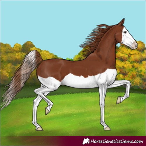 Horse Color:Chestnut Splash 