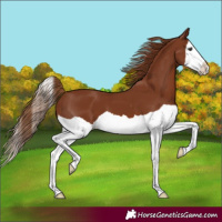 Horse Color:Chestnut Splash 