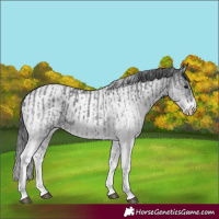Horse Color:White Spotted Blue Roan Rabicano  and White Spotted Blue Roan Rabicano 