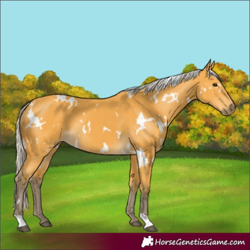 Horse Color:White Spotted Silver Buckskin 