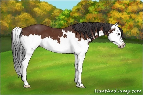 Horse Color:Bay Splash 