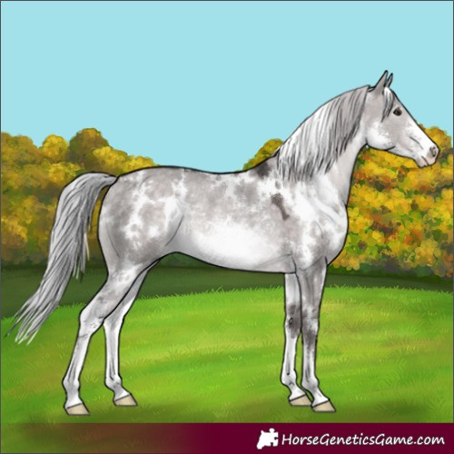 Horse Color:Platinum White Spotted Silver Brown Dun Sabino Rabicano 