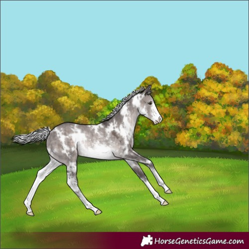 Horse Color:Platinum White Spotted Silver Brown Dun Sabino Rabicano