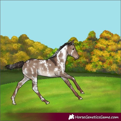 Horse Color:White Spotted Liver Red Dun Rabicano 
