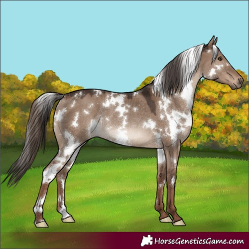 Horse Color:White Spotted Liver Red Dun Rabicano 