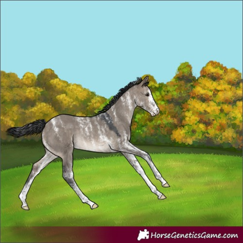 Horse Color:Powder White White Spotted Brown Dun Rabicano 
