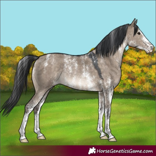 Horse Color:Powder White White Spotted Brown Dun Rabicano