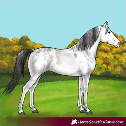 Horse Color:White Spotted Brown Dun Rabicano