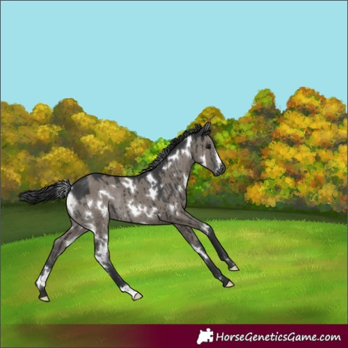 Horse Color:White Spotted Grullo Rabicano Brindle 