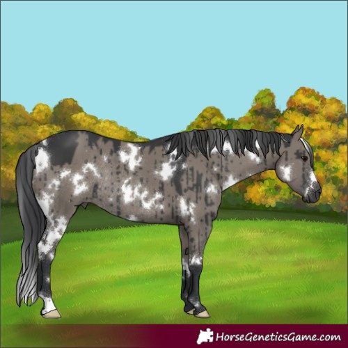 Horse Color:White Spotted Grullo Rabicano Brindle 