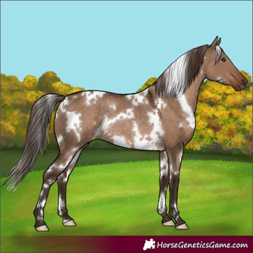 Horse Color:White Spotted Liver Red Dun Rabicano