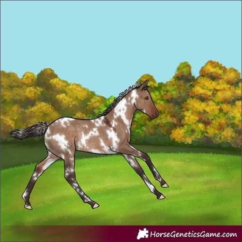 Horse Color:White Spotted Liver Red Dun Rabicano 