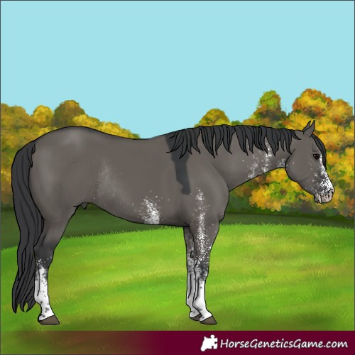 Horse Color:White Spotted Grullo Rabicano 