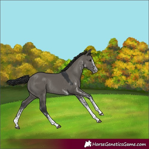 Horse Color:White Spotted Grullo Rabicano 