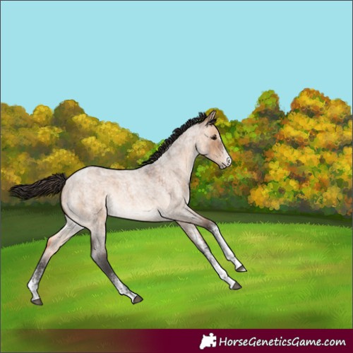 Horse Color:White Spotted Bay Roan Dun Rabicano