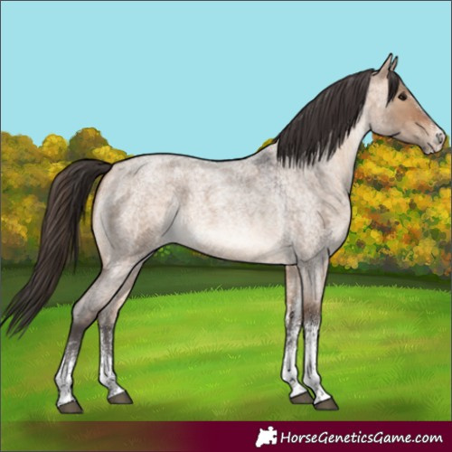 Horse Color:White Spotted Bay Roan Dun Rabicano 