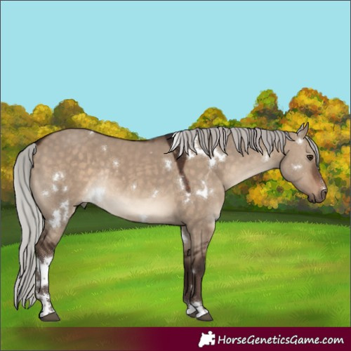 Horse Color:White Spotted Silver Brown Dun Rabicano