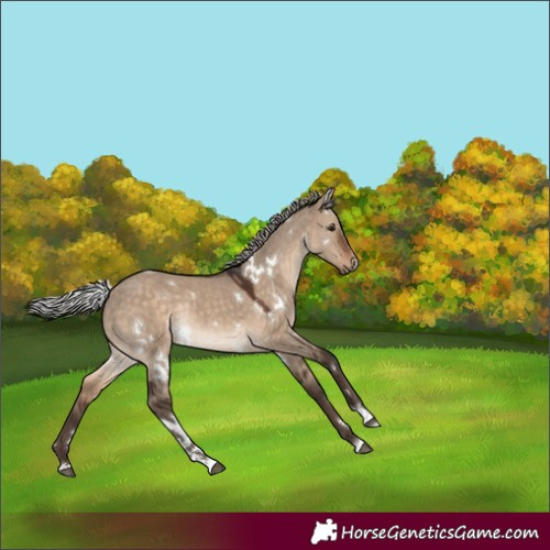Horse Color:White Spotted Silver Brown Dun Rabicano 