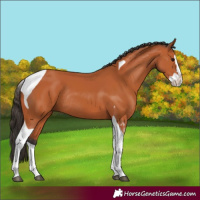 Horse Color:Bay Splash Tobiano Rabicano 