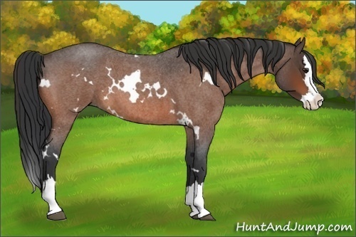 Horse Color:White Spotted Bay Roan Splash