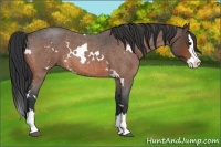 Horse Color:White Spotted Bay Roan Splash