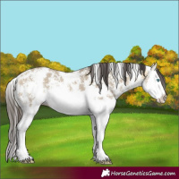 Horse Color:Buckskin Dun Sabino Splash 