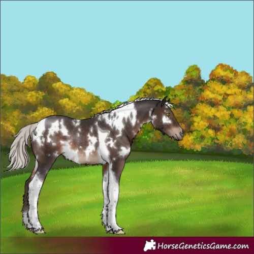 Horse Color:White Spotted Silver Brown Tobiano Rabicano