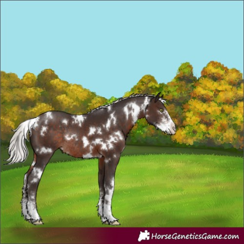 Horse Color:White Spotted Silver Brown Sabino Rabicano 
