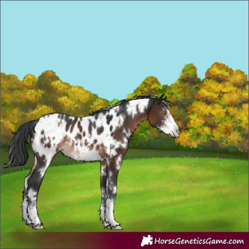 Horse Color:White Spotted Brown Sabino Appaloosa Rabicano